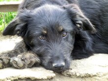 RUBIO, Hund, Mischlingshund in Ratingen - Bild 36