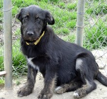 RUBIO, Hund, Mischlingshund in Ratingen - Bild 37
