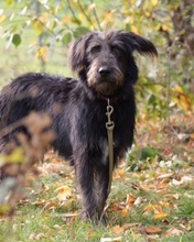 RUBIO, Hund, Mischlingshund in Ratingen - Bild 4
