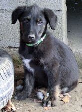 RUBIO, Hund, Mischlingshund in Ratingen - Bild 45