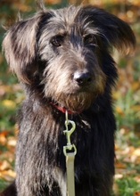 RUBIO, Hund, Mischlingshund in Ratingen - Bild 5