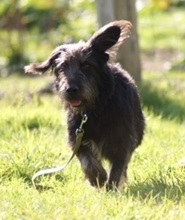 RUBIO, Hund, Mischlingshund in Ratingen - Bild 7