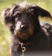 RUBIO, Hund, Mischlingshund in Ratingen - Bild 8