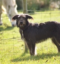 RUBIO, Hund, Mischlingshund in Ratingen - Bild 9