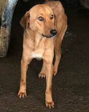 MURIEL, Hund, Mischlingshund in Rumänien - Bild 2
