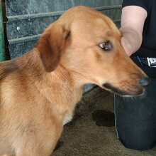 MURIEL, Hund, Mischlingshund in Rumänien - Bild 6