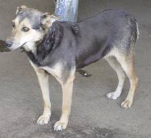 TILDA, Hund, Mischlingshund in Rumänien - Bild 2