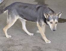 TILDA, Hund, Mischlingshund in Rumänien - Bild 4