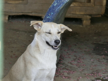 SUGAR, Hund, Mischlingshund in Rumänien - Bild 1