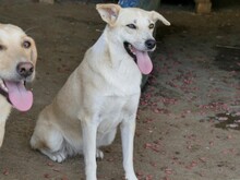 SUGAR, Hund, Mischlingshund in Rumänien - Bild 2