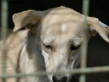 SUGAR, Hund, Mischlingshund in Rumänien - Bild 3