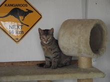 KATJA, Katze, Hauskatze in Bulgarien - Bild 3