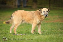 TEDDY, Hund, Mischlingshund in Bosnien und Herzegowina - Bild 1