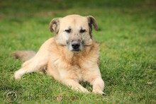 TEDDY, Hund, Mischlingshund in Bosnien und Herzegowina - Bild 2