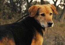 JACK, Hund, Mischlingshund in Spanien - Bild 1
