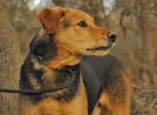 JACK, Hund, Mischlingshund in Spanien - Bild 2
