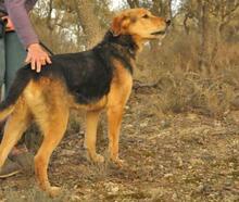 JACK, Hund, Mischlingshund in Spanien - Bild 3