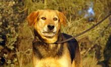 JACK, Hund, Mischlingshund in Spanien - Bild 4