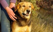 JACK, Hund, Mischlingshund in Spanien - Bild 5