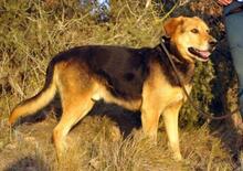 JACK, Hund, Mischlingshund in Spanien - Bild 6
