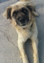 CHIMBO, Hund, Mischlingshund in Spanien - Bild 10