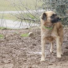 CHIMBO, Hund, Mischlingshund in Spanien - Bild 2