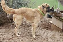 CHIMBO, Hund, Mischlingshund in Spanien - Bild 3
