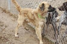 CHIMBO, Hund, Mischlingshund in Spanien - Bild 4