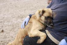 CHIMBO, Hund, Mischlingshund in Spanien - Bild 5