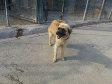 CHIMBO, Hund, Mischlingshund in Spanien - Bild 8