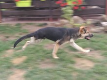 TARZAN, Hund, Mischlingshund in Ungarn - Bild 3