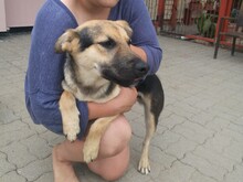 TARZAN, Hund, Mischlingshund in Ungarn - Bild 4