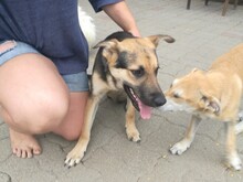 TARZAN, Hund, Mischlingshund in Ungarn - Bild 5