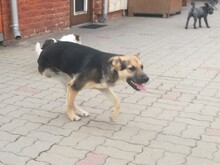 TARZAN, Hund, Mischlingshund in Ungarn - Bild 8