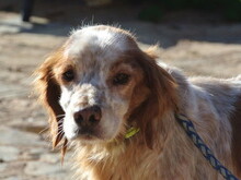 TRISTAN, Hund, Epagneul Breton in Spanien - Bild 1