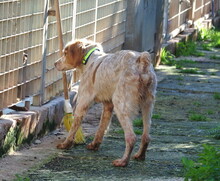 TRISTAN, Hund, Epagneul Breton in Spanien - Bild 2