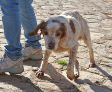 TRISTAN, Hund, Epagneul Breton in Spanien - Bild 3