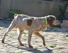 TRISTAN, Hund, Epagneul Breton in Spanien - Bild 5