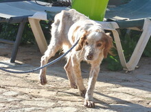 TRISTAN, Hund, Epagneul Breton in Spanien - Bild 6