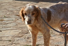TRISTAN, Hund, Epagneul Breton in Spanien - Bild 8
