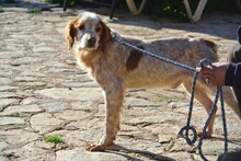 TRISTAN, Hund, Epagneul Breton in Spanien - Bild 9
