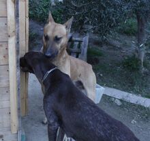 LEONE, Hund, Malinois-Mix in Italien - Bild 26