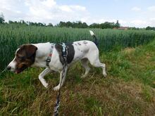 RANA, Hund, Mischlingshund in Elmenhorst/Lichtenhagen - Bild 10