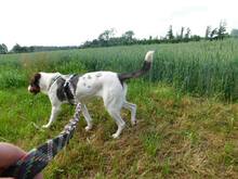 RANA, Hund, Mischlingshund in Elmenhorst/Lichtenhagen - Bild 12
