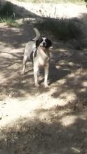 KIRA, Hund, Mischlingshund in Griechenland - Bild 1