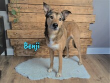 BENJI, Hund, Mischlingshund in Großniedesheim - Bild 1