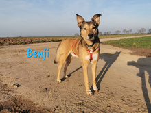 BENJI, Hund, Mischlingshund in Großniedesheim - Bild 12