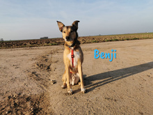BENJI, Hund, Mischlingshund in Großniedesheim - Bild 5