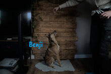 BENJI, Hund, Mischlingshund in Großniedesheim - Bild 7