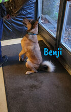 BENJI, Hund, Mischlingshund in Großniedesheim - Bild 9